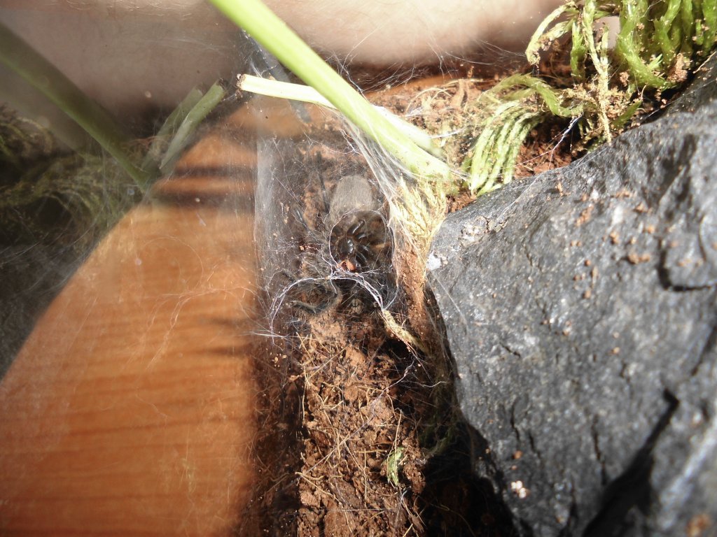 M.Balfouri moulting.