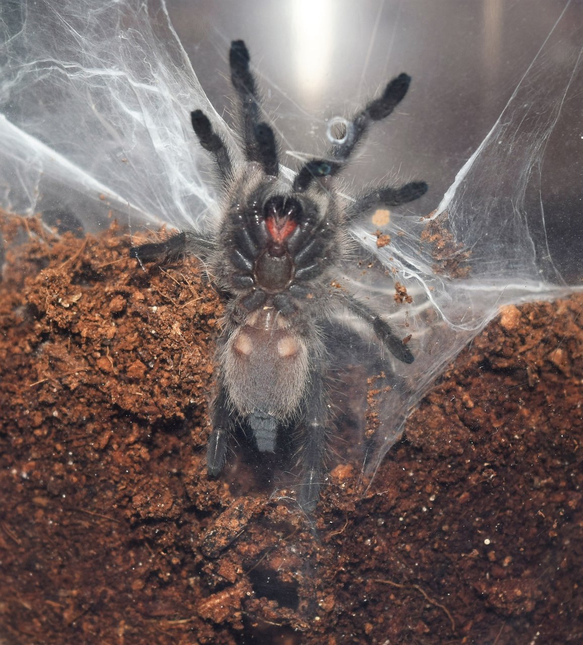 M. balfouri post molt