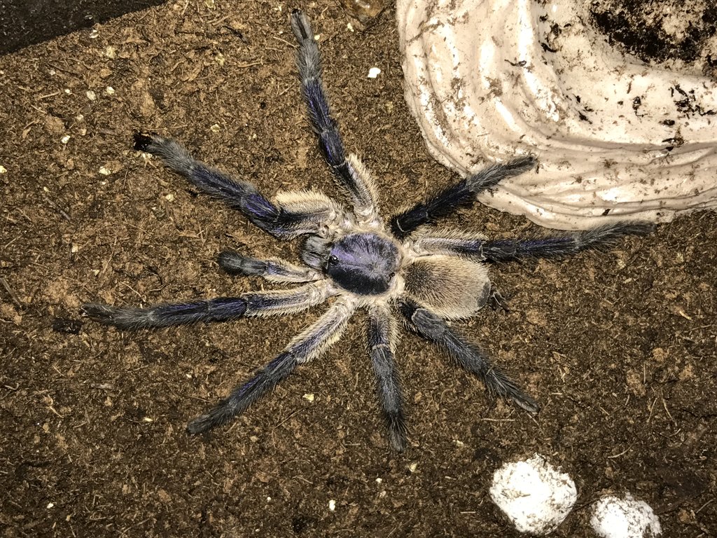 M. Balfouri saying 'hi'