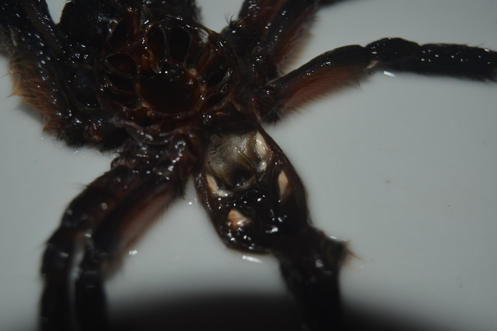 M. Balfouri Sex