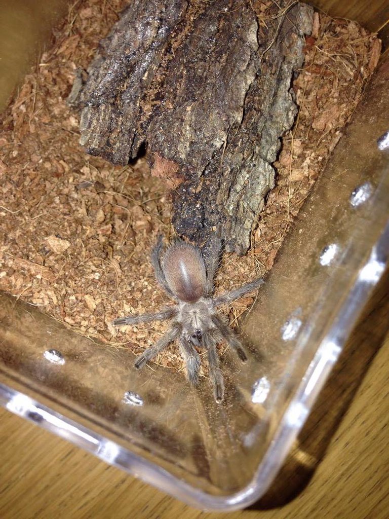 M balfouri sling