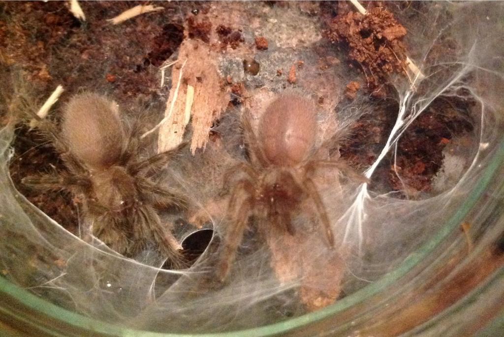 M. balfouri slings