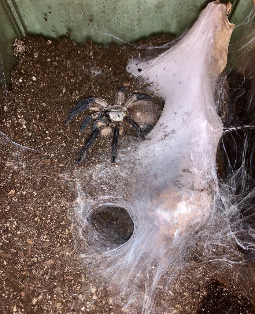 M. Balfouri suspect female