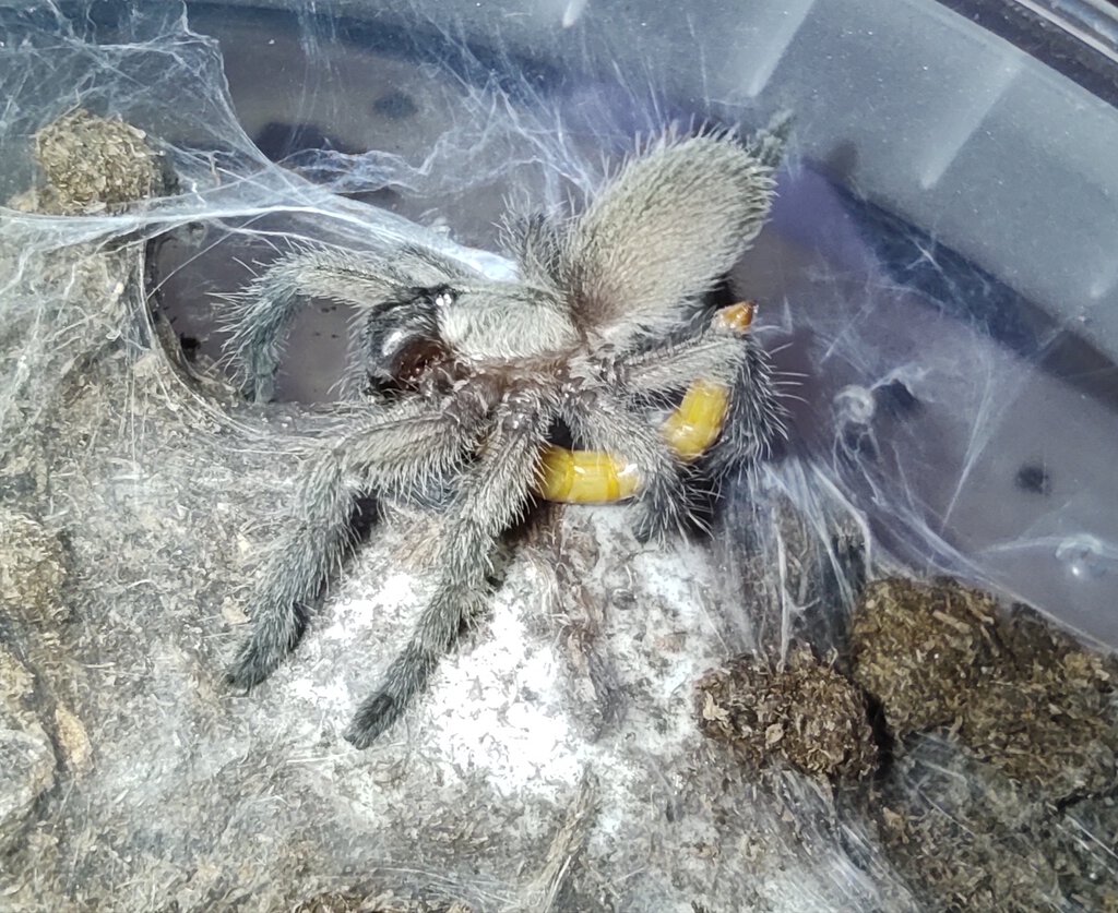 M. balfouri throwing it up like a real Xenesthis 😎