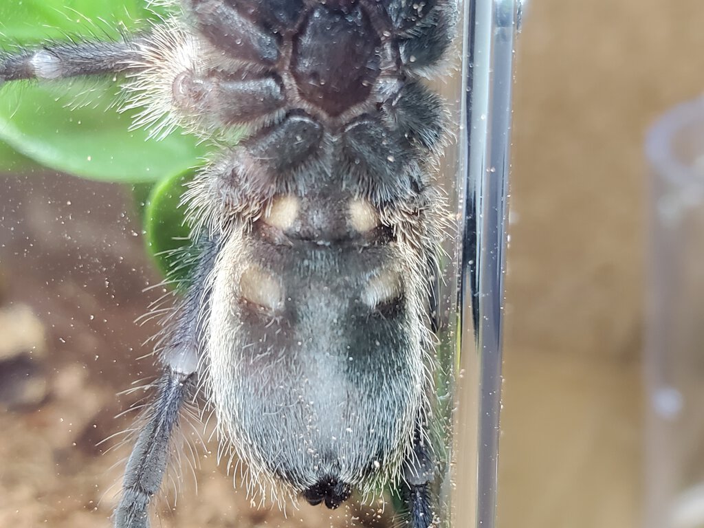 M. Balfouri [ventral sexing]