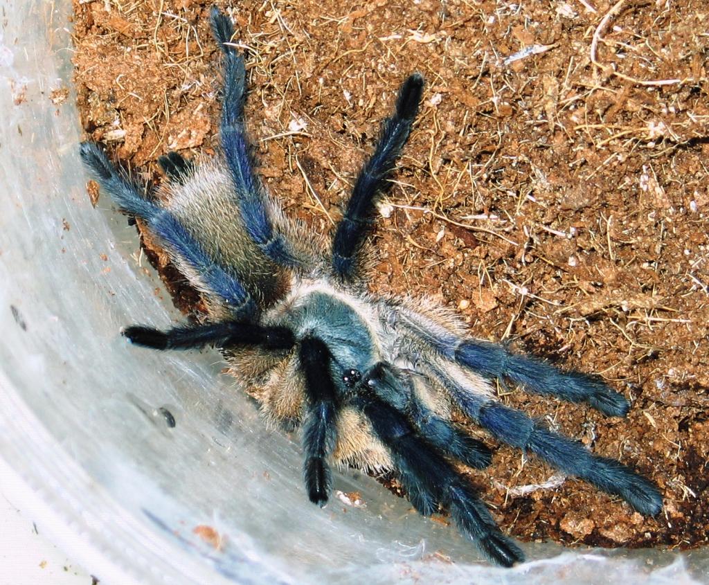 M.balfouri