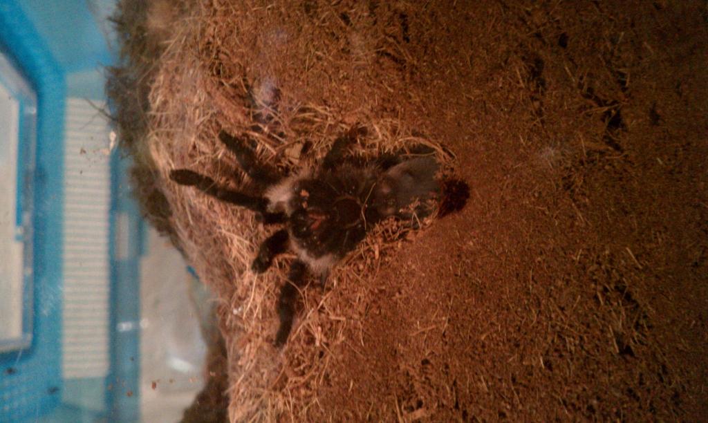 M.balfouri