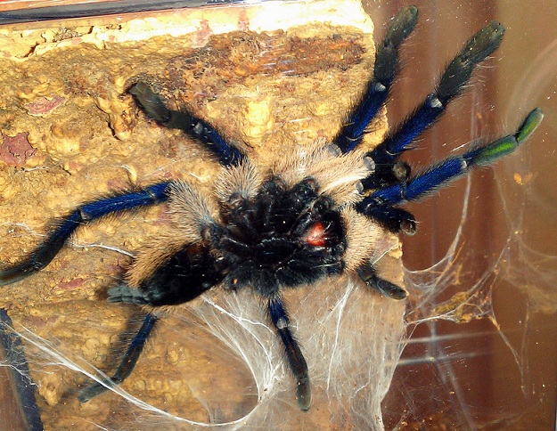 M. Balfouri