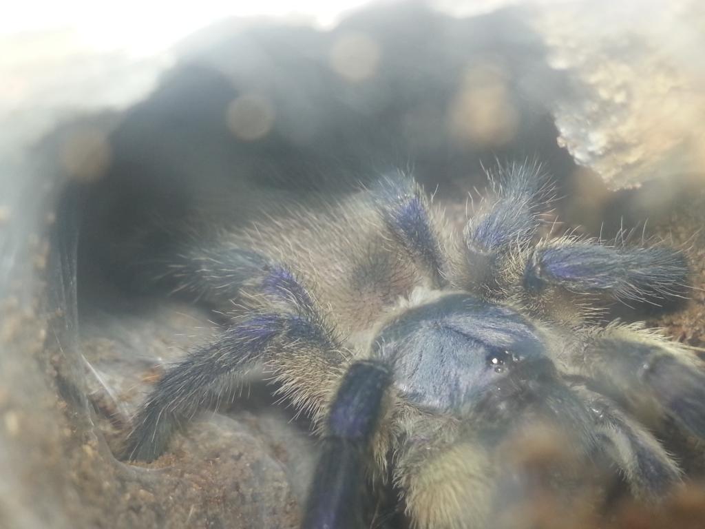 m.balfouri