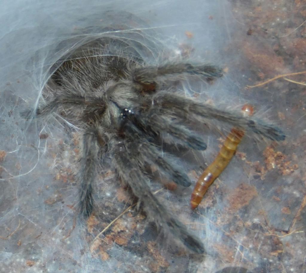 M. balfouri