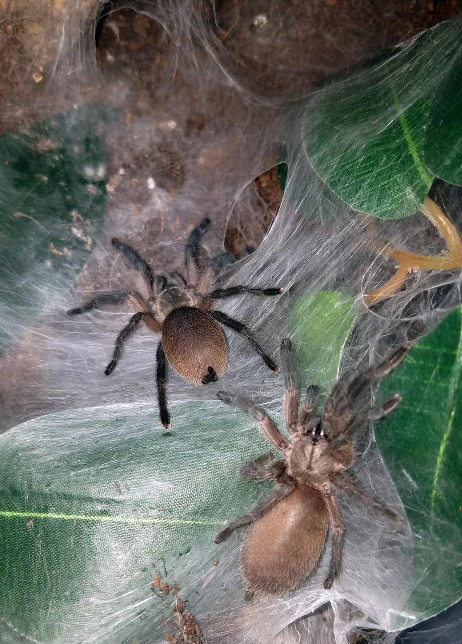 M.balfouri