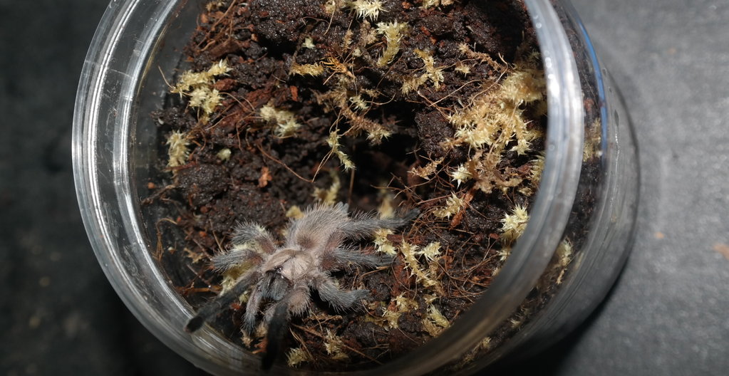 M. balfouri