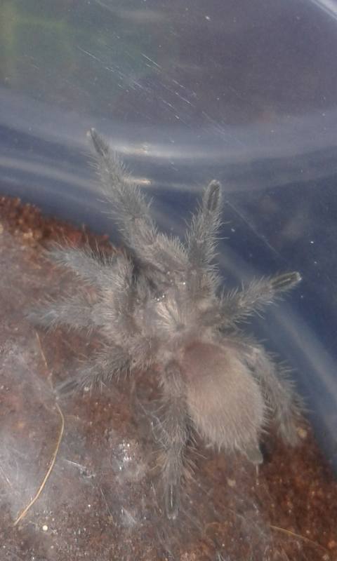 M. balfouri