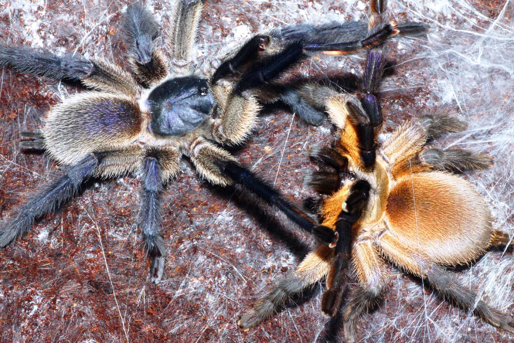 M. balfouri