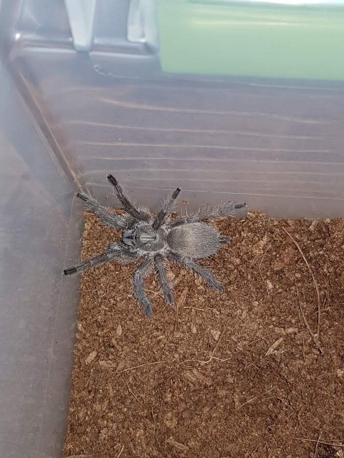 M. Balfouri