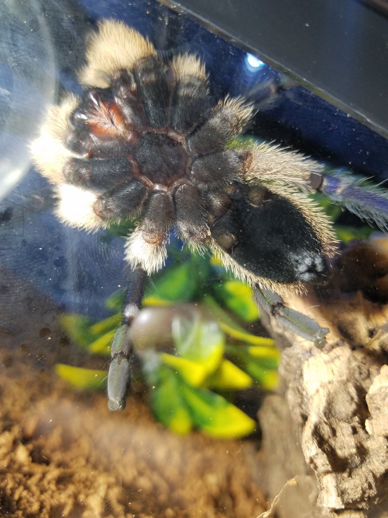 M. Balfouri