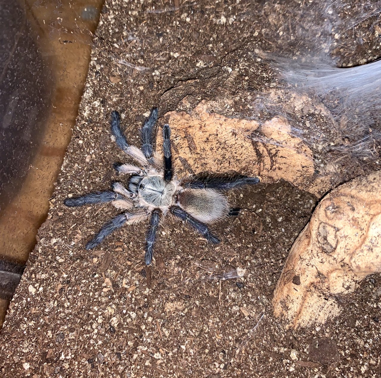 M. Balfouri