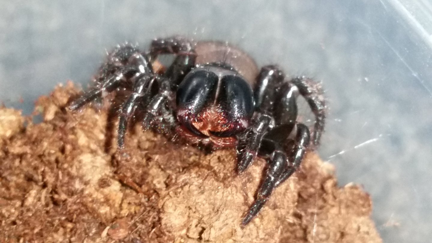 M.Bradleyi premolt