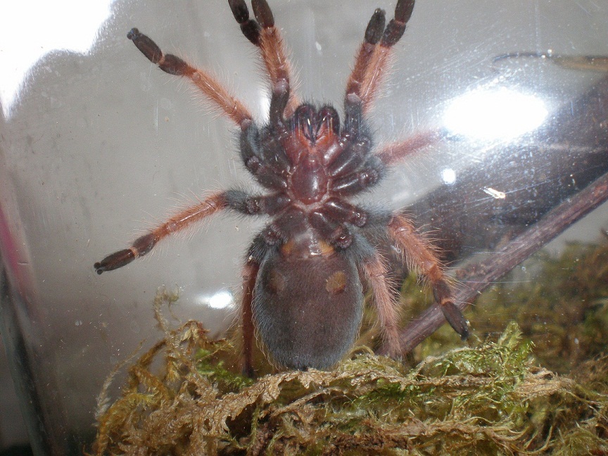 M/f 2" Brachypelma Boehmei?