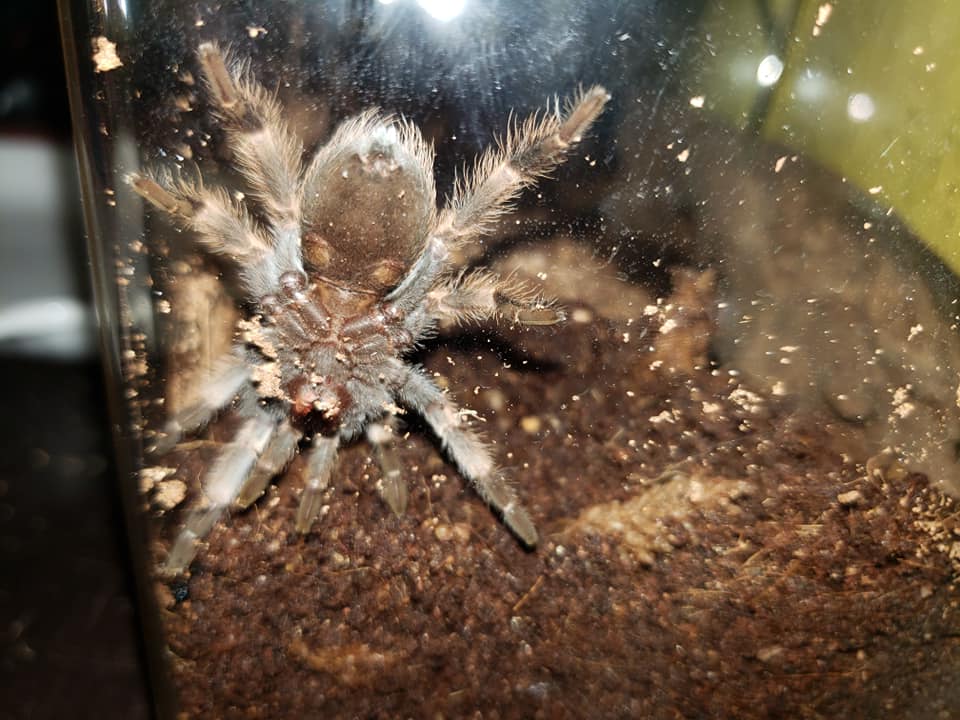 M/F? Brachypelma Hamorii