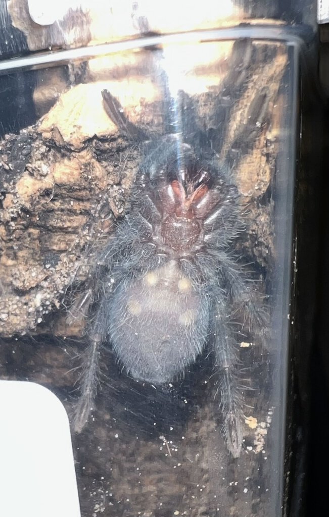 M/F? Phormictopus Atrichomatus