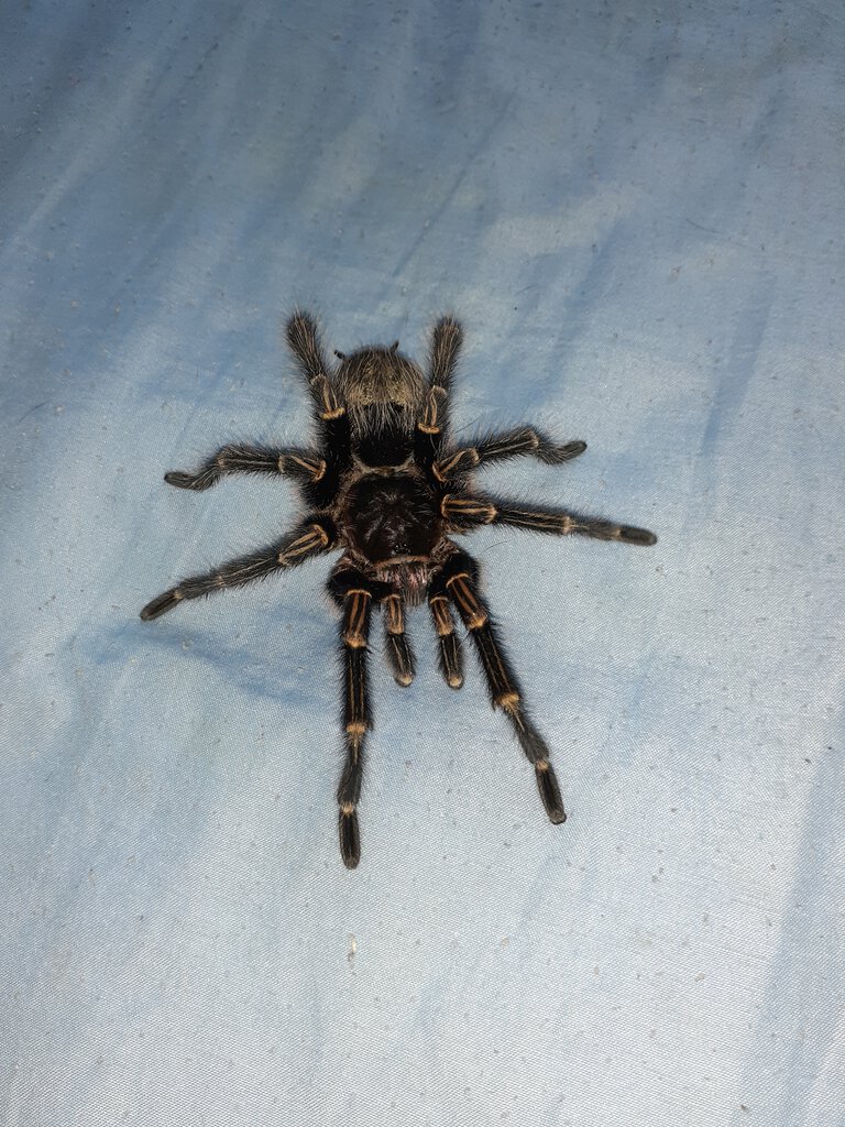 M.M Grammostola Pulchripes