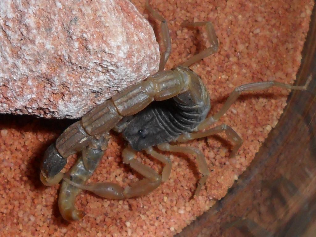 M.martensii feeding