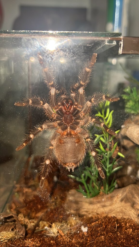 M OR F G. Pulchripes??