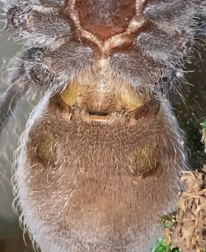 M or F? T. Vagans 3”