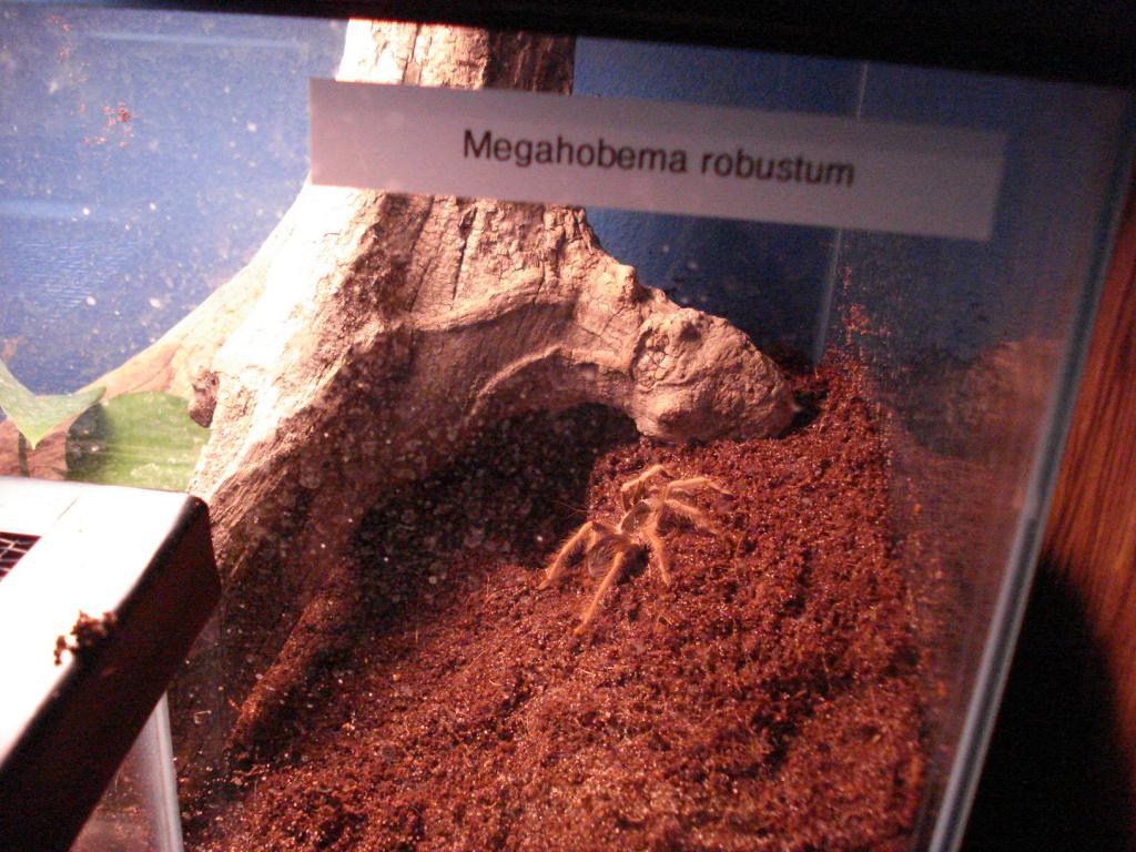 M. robustum, burrow under root