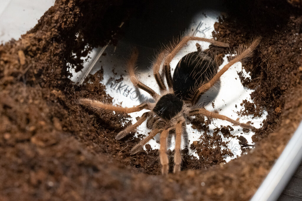 M. robustum spiderling