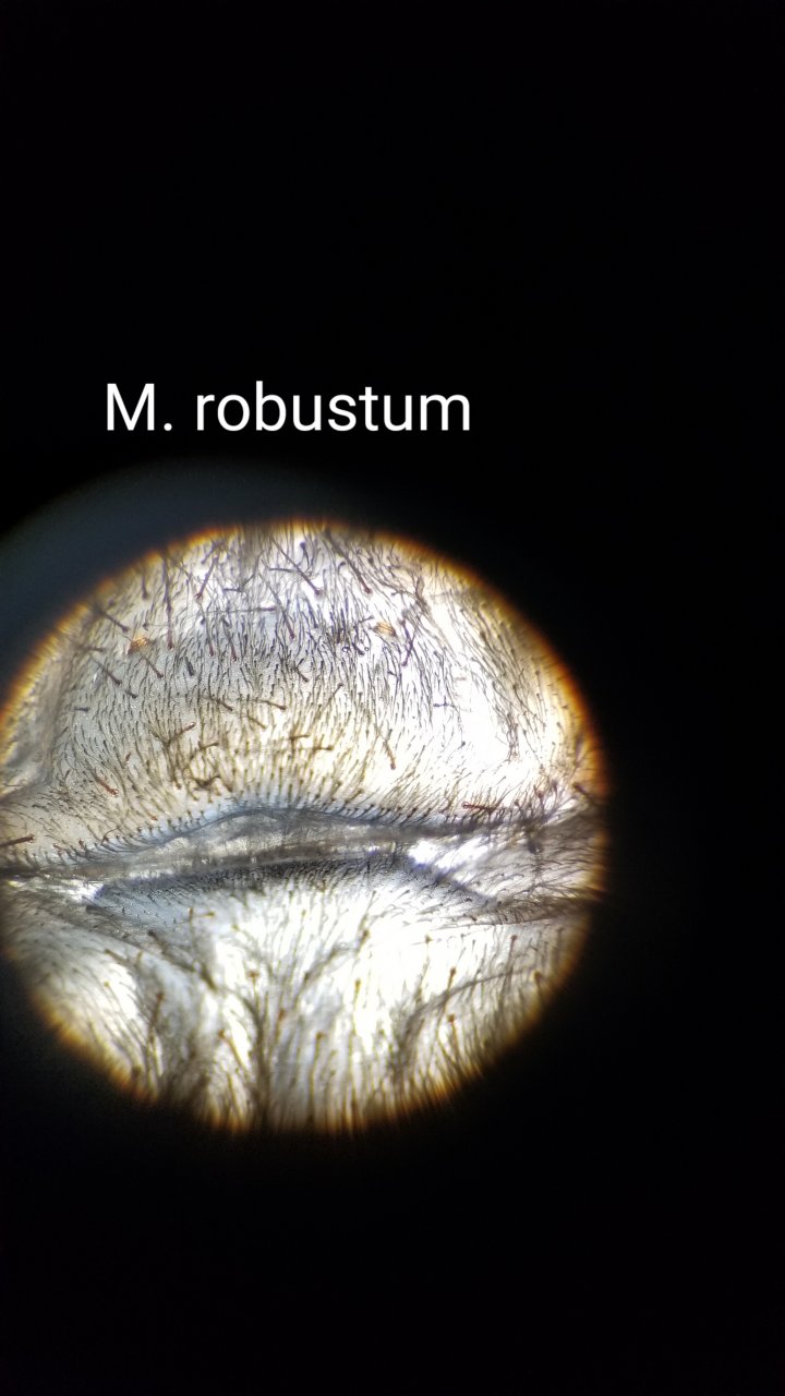M. robustum