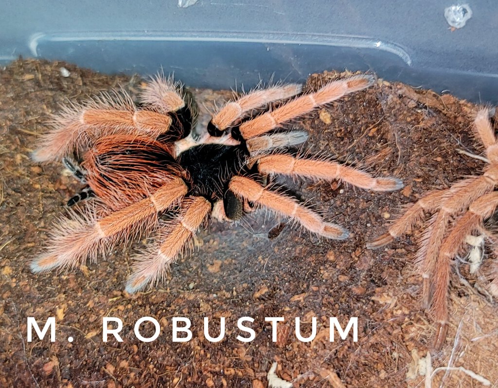 M. Robustum