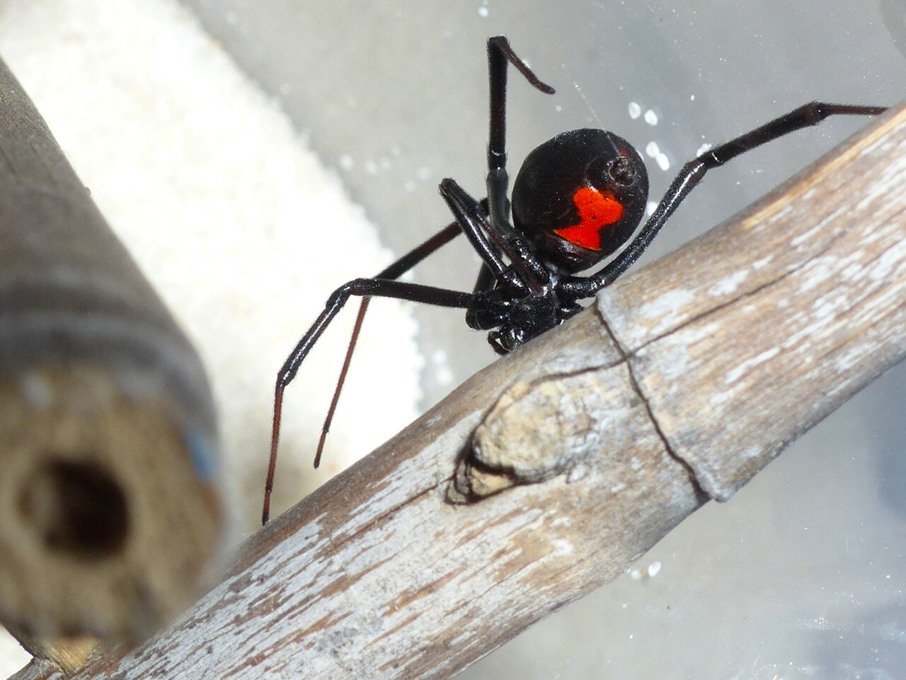 Mabel - Western Black Widow.jpg