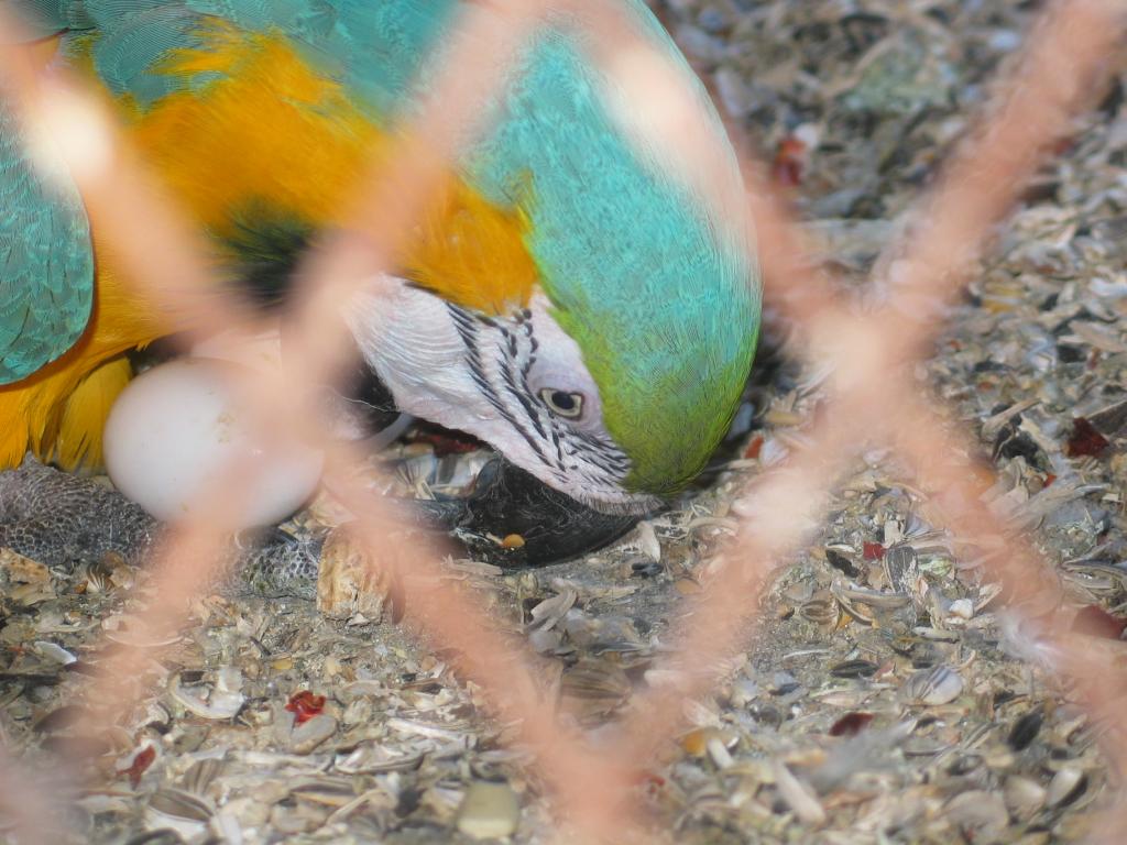 Macaw and Eggs