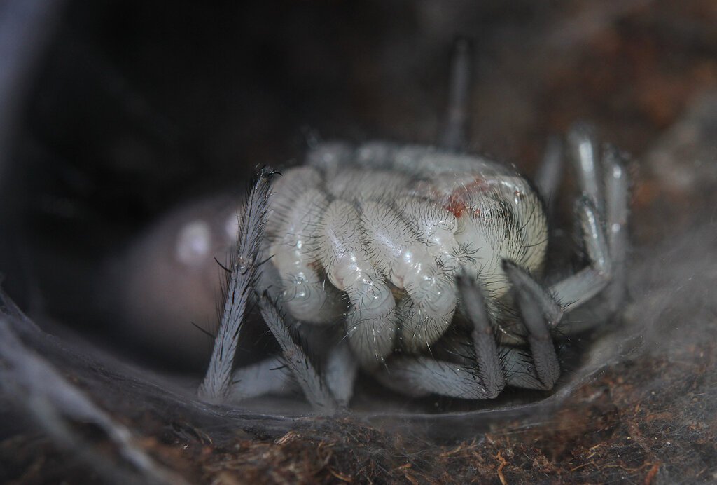 Macrothele gigas juvenile