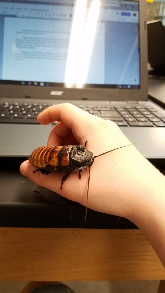 Madagascar hisser male helping me work