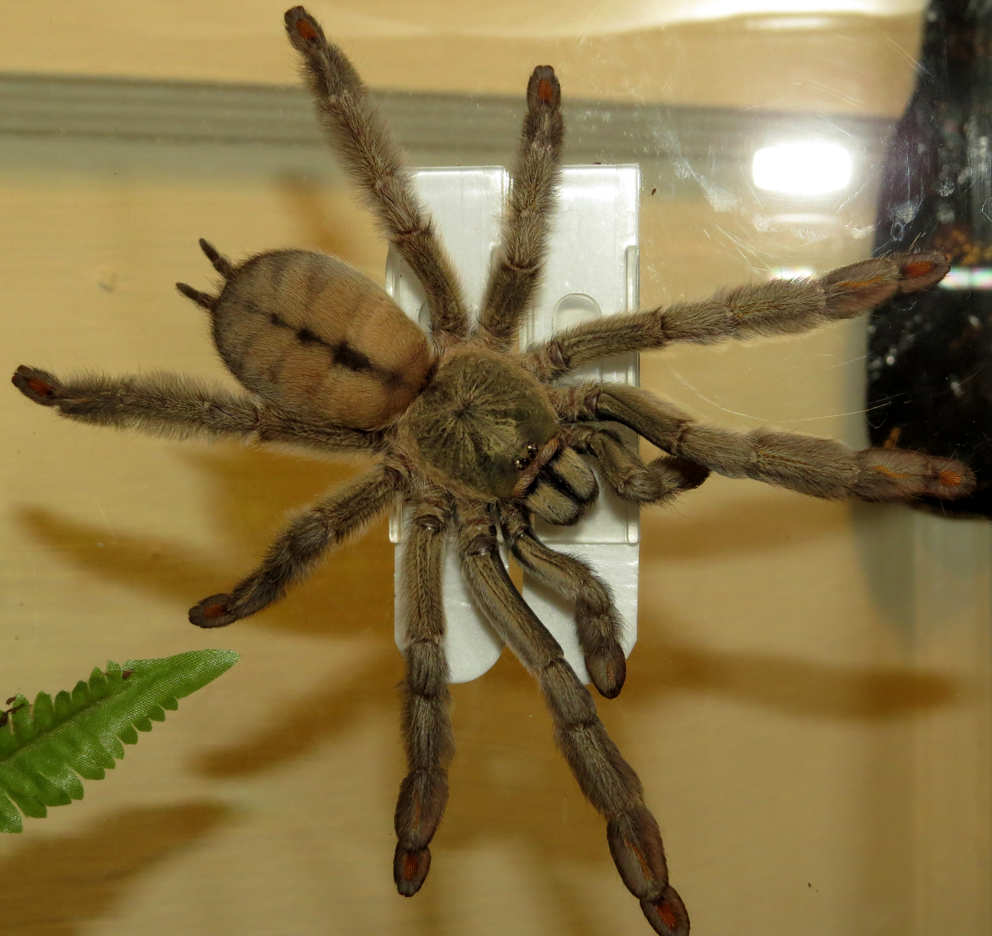 Magnum Squirt (♀ Psalmopoeus cambridgei 5.5")