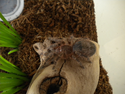 Mai, G. pulchripes