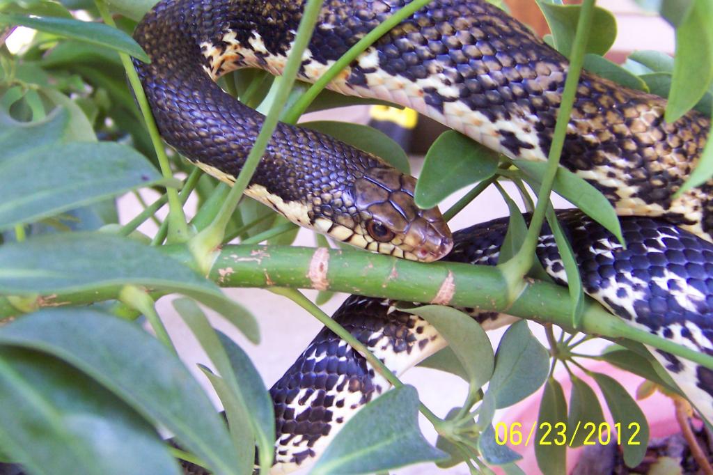 malagasy giant hognose 30