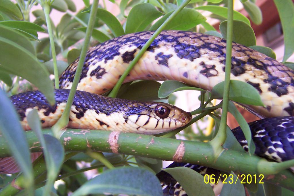 malagasy giant hognose 5