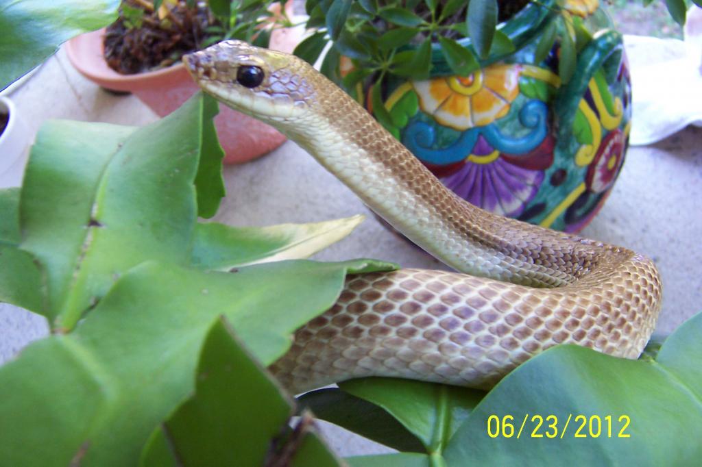 malagasy golden hognose 14