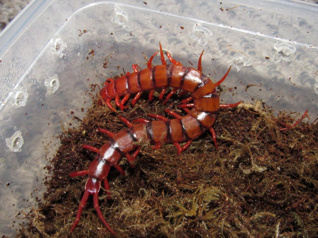 Malaysian Cherry Red (Scolopendra Dehaani)