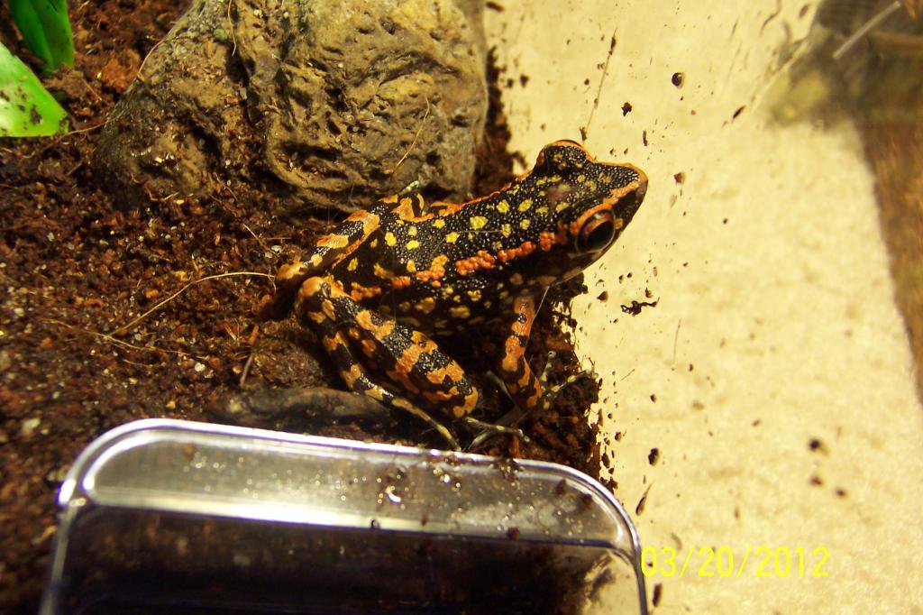 malaysian fire frog 17