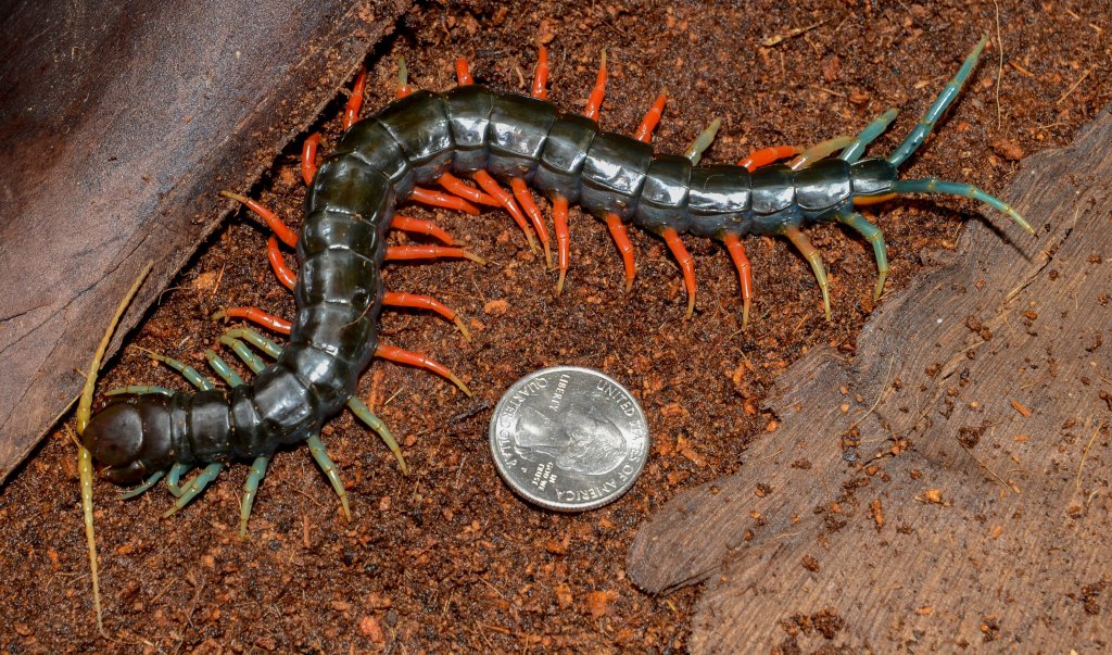 Malaysian Jewel Centipede