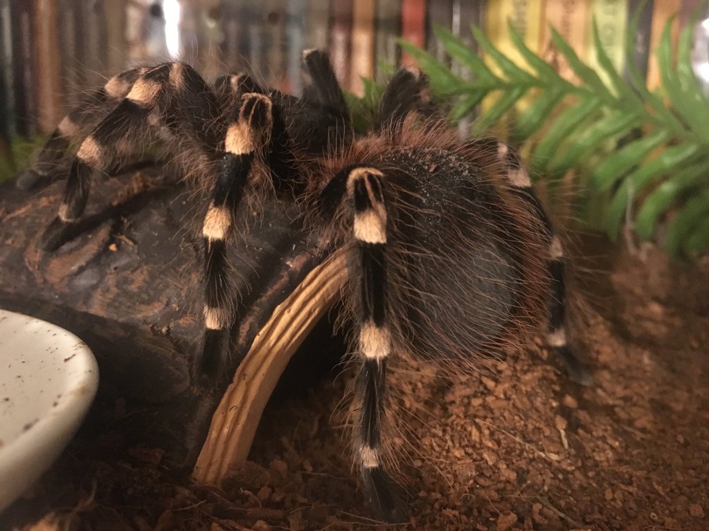 Male A. geniculata 5.5” dls