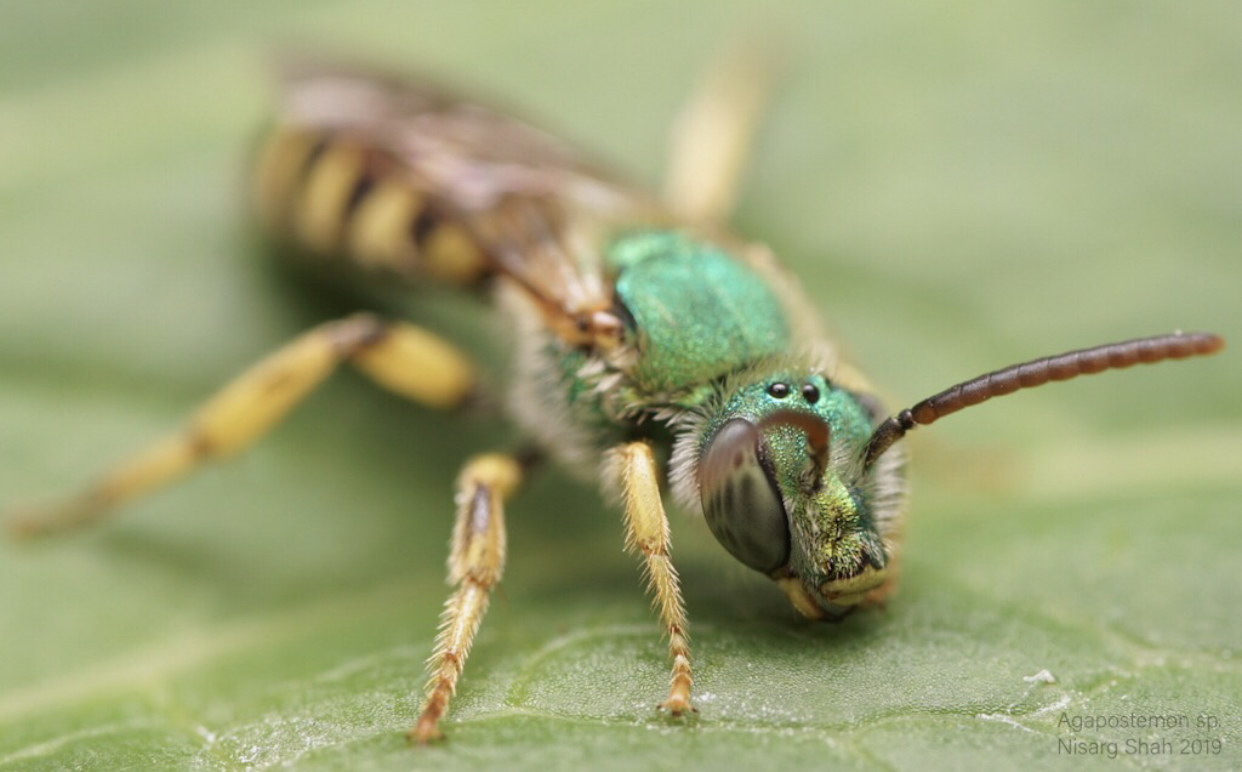 Male Agapostemon sp.