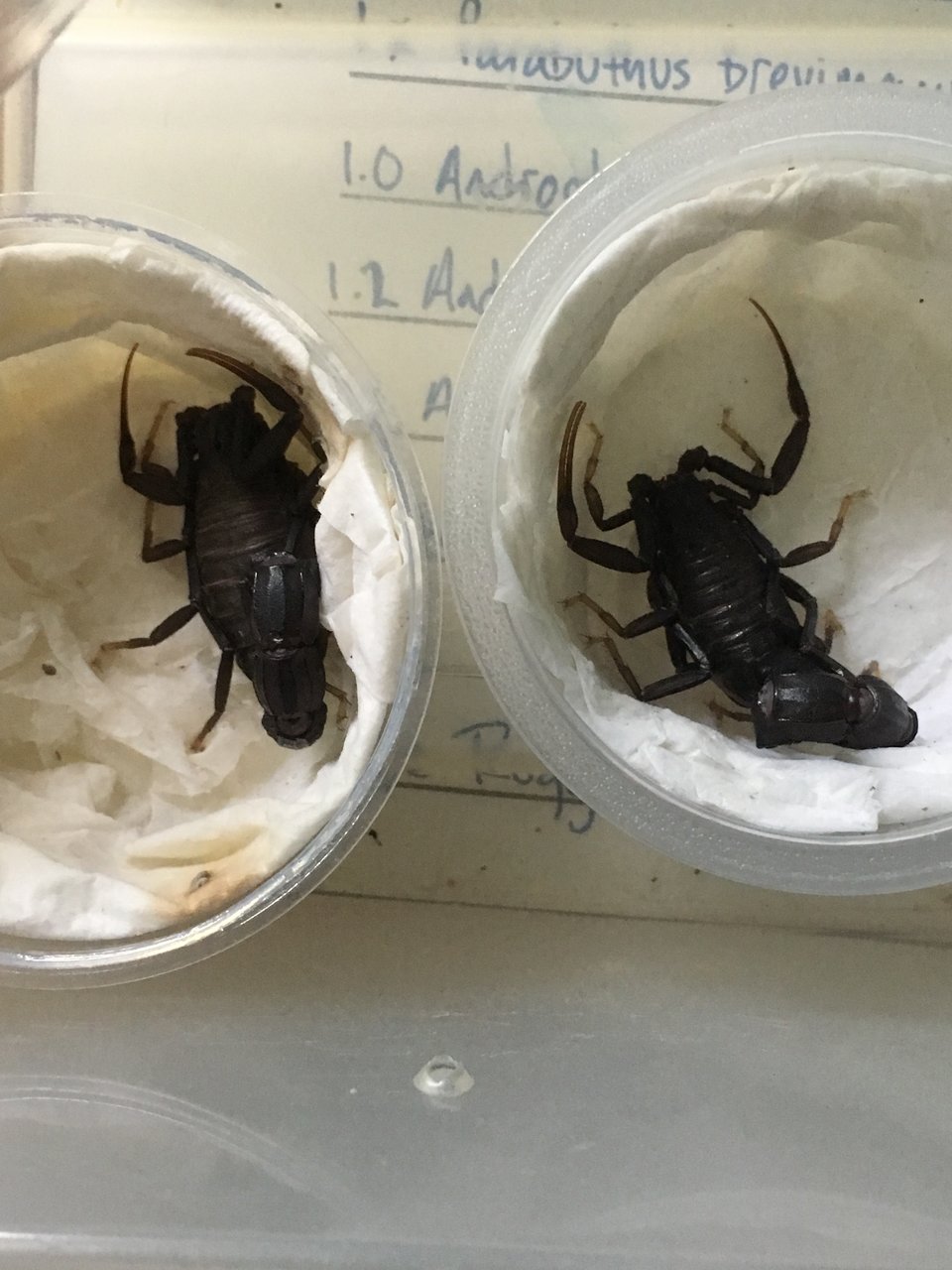 Male and female Androctonus tennuisimus