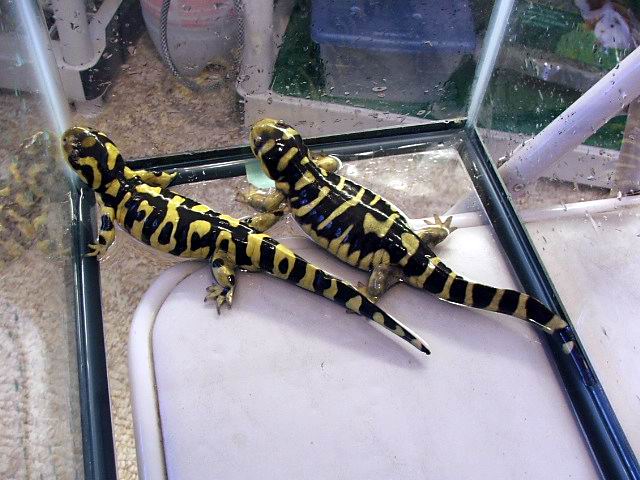 Male and female tiger bar salamanders