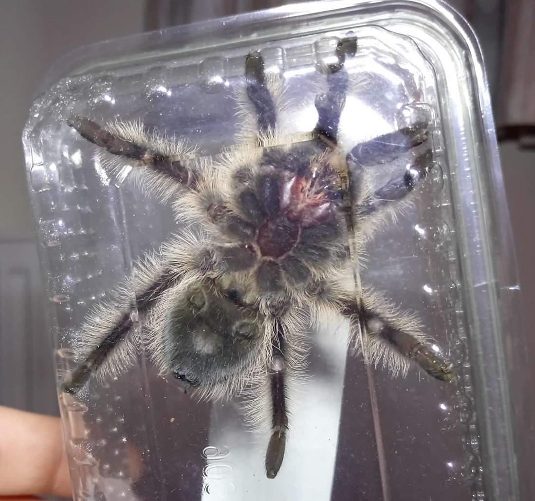 Male? B.albopilosum